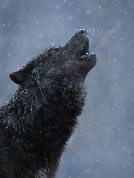 howling black canadian wolf in winter in heavy snowfall