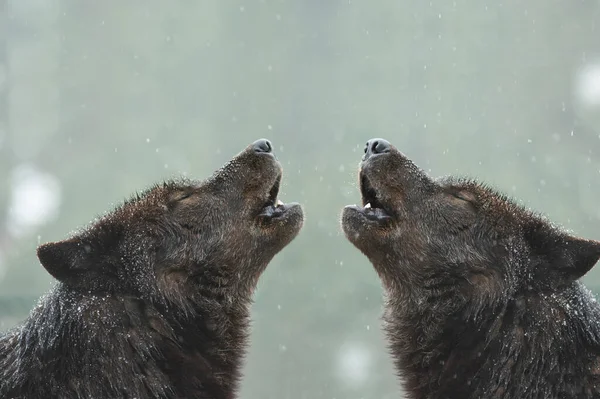 Взимку Два Канадійських Вовки Виють Погану Погоду — стокове фото