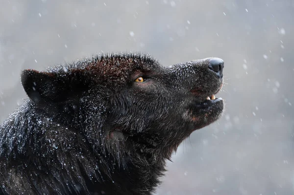 悪天候の中でオオカミが遠吠え — ストック写真
