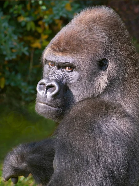 Retrato Gorila Occidental Tierras Bajas Sentado Hierba Verde — Foto de Stock
