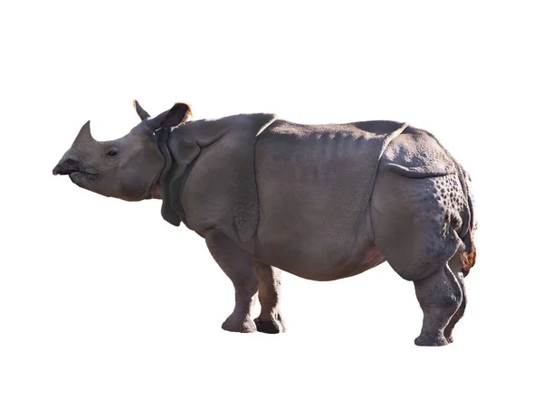 Rhinocéros Isolé Sur Fond Blanc — Photo