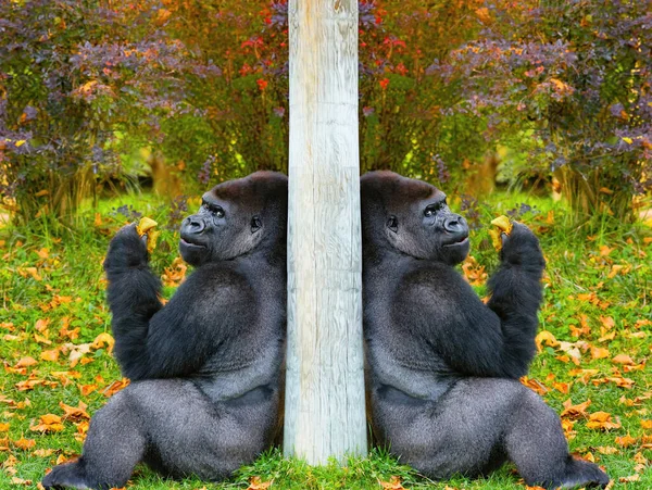 Dvě Západní Nížinné Gorily Sedí Listy Pozadí Podzimní Krajiny — Stock fotografie
