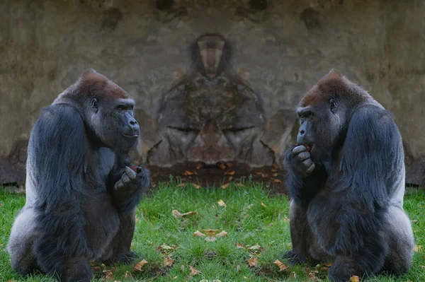 Due Gorilla Della Pianura Occidentale Seduti Sull Erba Verde Mangiare — Foto Stock