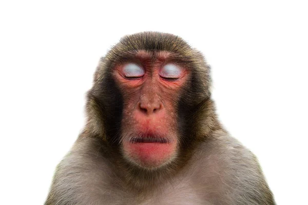 Opice Zavřenýma Očima Izolované Bílém Pozadí — Stock fotografie