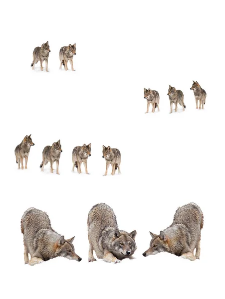 Collage Wolves Canis Lupus Isolated Snow White Background — Stockfoto