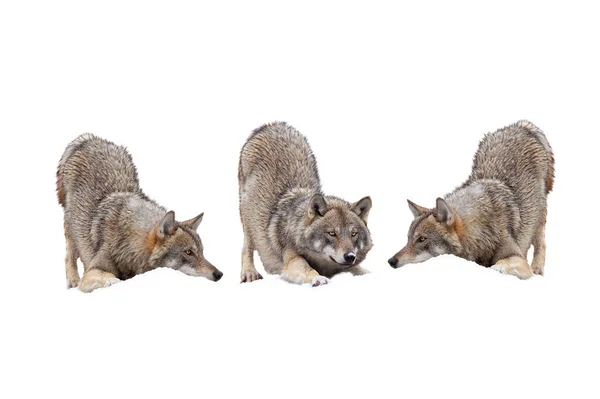Три Вовки Ізольовані Білому Тлі — стокове фото