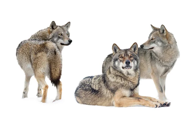 겨울에 내리는 늑대들은 배경에 고립되어 — 스톡 사진
