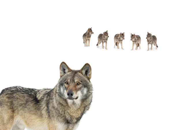 白い背景に隔離された灰色のオオカミ — ストック写真