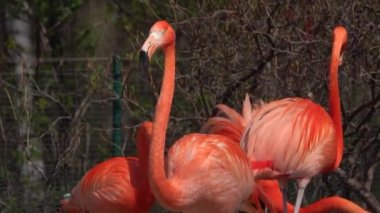 Yakın plan kırmızı flamingo hayvanat bahçesinde dolaşıyor.
