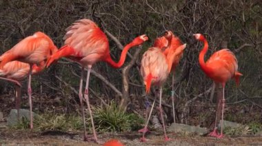 Kırmızı flamingolar ses çıkarır ve birbirlerine seslenirler.