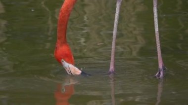 Yavaş çekim Flamingo, suda yiyecek arıyor.
