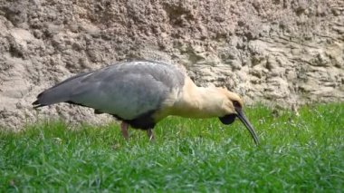 Siyah yüzlü Ibis kuşu yiyecek arıyor.