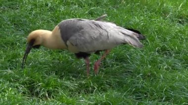 Siyah yüzlü Ibis kuşu yiyecek arıyor.