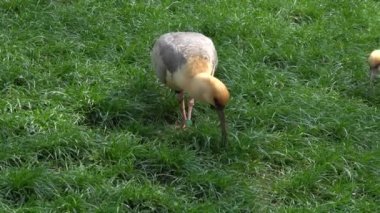 Siyah yüzlü Ibis kuşu yiyecek arıyor.