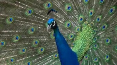 Yakın plan tavus kuşu kuyruğunu kabarttı ve etrafında dönüyor.