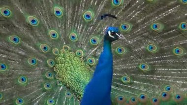 Yakın plan tavus kuşu kuyruğunu kabarttı ve etrafında dönüyor.