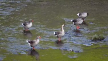 Yabani kazlar vahşi doğada bir dağ nehrinde duruyor. Doğal ses