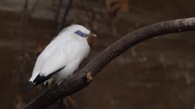 Bali Myna (lökopsar Rothschildi) bulanık kahverengi arka planda bir ağaç dalında oturur.