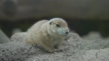 Çayır köpeği (cynomys) korkutur