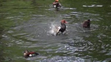 Kırmızı ibikli pochard (netta rufina) suyun üzerinde kanatlarını çırpıyor. yavaş çekim