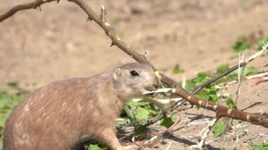 Çayır köpeği (cynomys) bir dalı çiğniyor. yavaş çekim