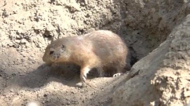 Çayır köpeği (cynomys) kendi çukurunu kazar. yavaş çekim