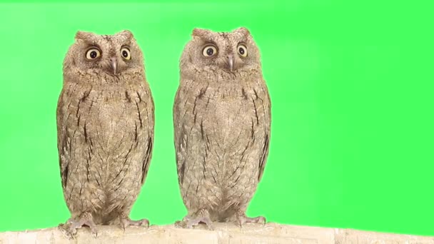 Two Owls Turns Head Simultaneously Isolated Green Screen — Stock Video