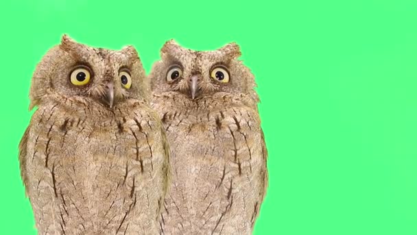 Two Owls Blinking Eyes Isolated Green Screen — Stock Video