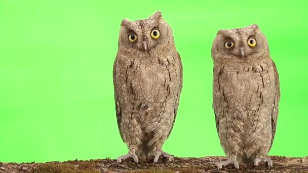 Δύο Κουκουβάγιες Αναβοσβήνει Μάτια Που Απομονώνονται Στην Πράσινη Οθόνη — Αρχείο Βίντεο