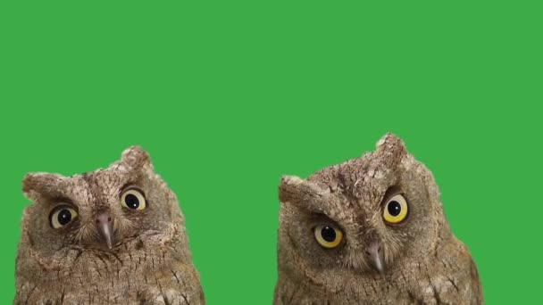 Retrato Duas Corujas Piscando Olhos Tela Verde — Vídeo de Stock