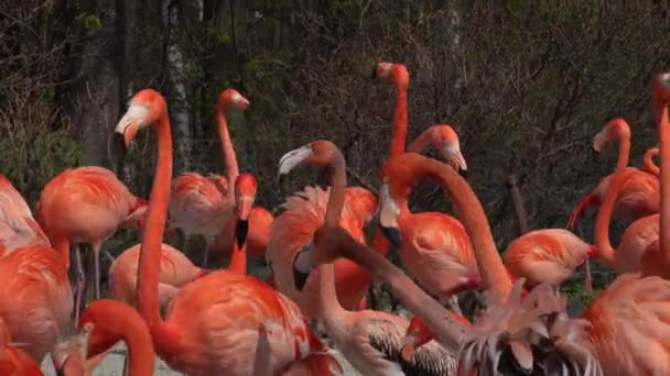 Röda Skrikande Flamingos Djurparken — Stockvideo