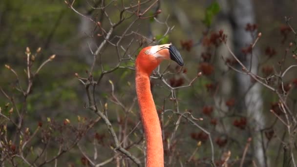 Slow Motion Portret Van Een Schreeuwende Flamingo — Stockvideo