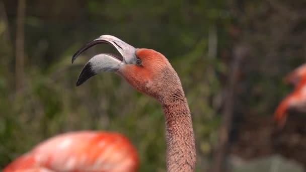 Retrato Câmera Lenta Flamingo Gritando — Vídeo de Stock
