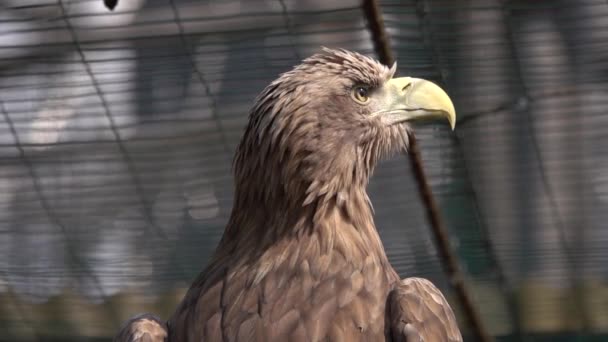 Sea Eagle Haliaeetus Albicila Portrait Slow Motion — Stock Video