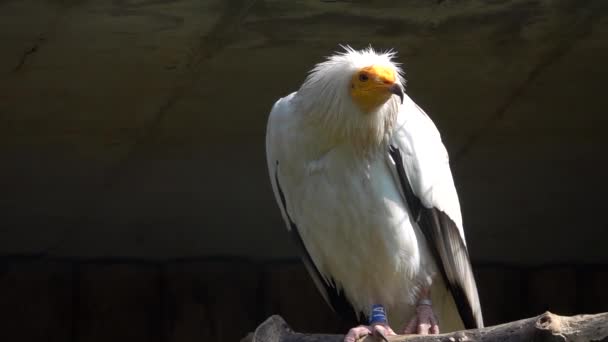 Potret Egyption Vulture Gerak Lambat — Stok Video