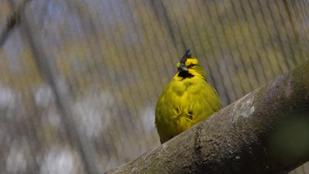 Pájaro Cardenal Amarillo Zoológico Posado Sobre Árbol — Vídeos de Stock