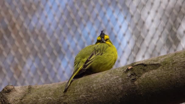 Pájaro Cardenal Amarillo Zoológico Posado Sobre Árbol — Vídeos de Stock