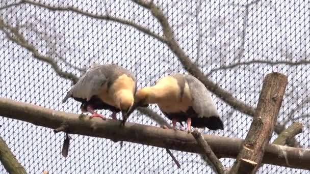 Female Grooming Process Black Faced Ibises — Stock Video