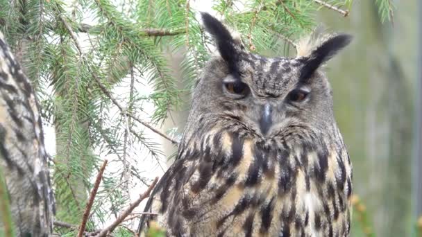Owl Portrait Spring Forest Birds Singing — Stock Video