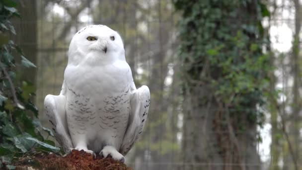 Potret Burung Hantu Bersalju Musim Semi Hutan Dengan Burung Bernyanyi — Stok Video