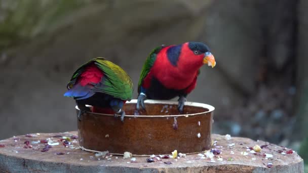 Två Papegojor Regnbåge Lorikeet Äta Mat — Stockvideo