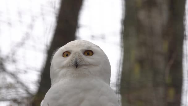 鳥が歌う春の森の中の雪のフクロウの肖像画 — ストック動画