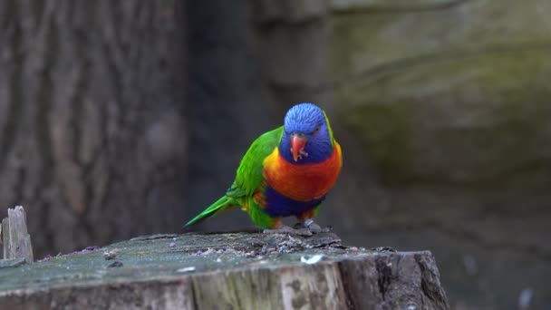 Parrots Rainbow Lorikeet Eat Food — Stock Video