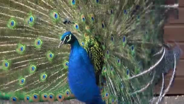 蓝色孔雀的肖像 有展开的尾巴 — 图库视频影像