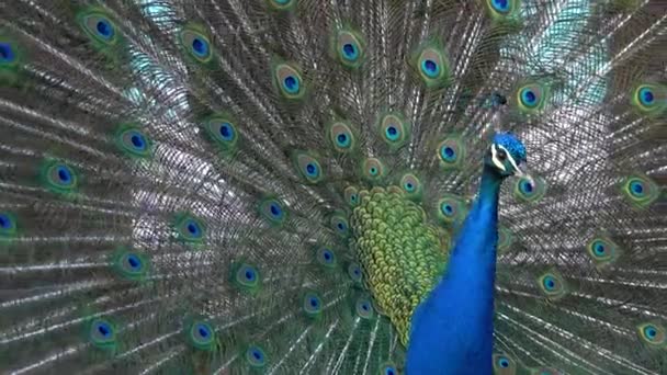 Mavi Tavus Kuşu Portresi Yayılmış Kuyruklu — Stok video