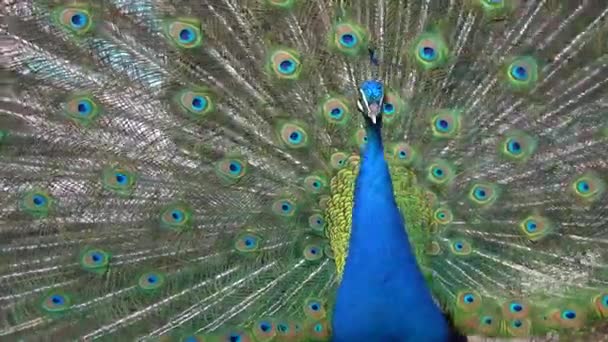 Retrato Pavão Azul Com Rabo Estendido — Vídeo de Stock