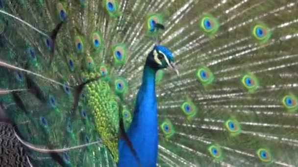 Retrato Pavão Azul Com Rabo Estendido — Vídeo de Stock