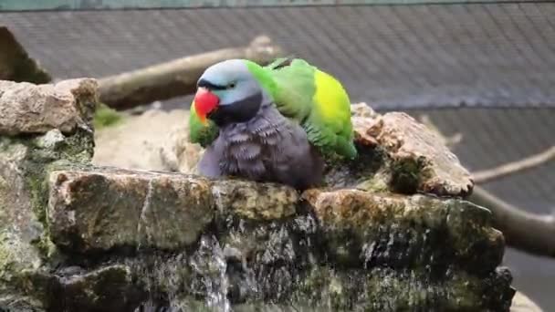 Çin Papağanı Sıcaktan Kaçmak Için Havuzda Yüzer Ağır Çekimde — Stok video