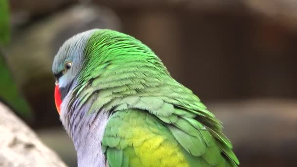 Portretul Papagalului Chinez Habitatul Natural — Videoclip de stoc
