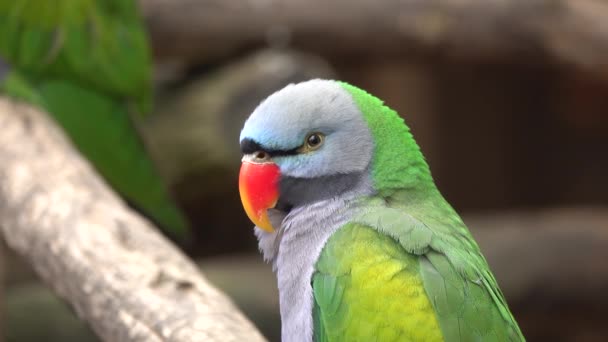 Retrato Papagaio Chinês Seu Habitat Natural Papagaio Curva Levanta Pata — Vídeo de Stock